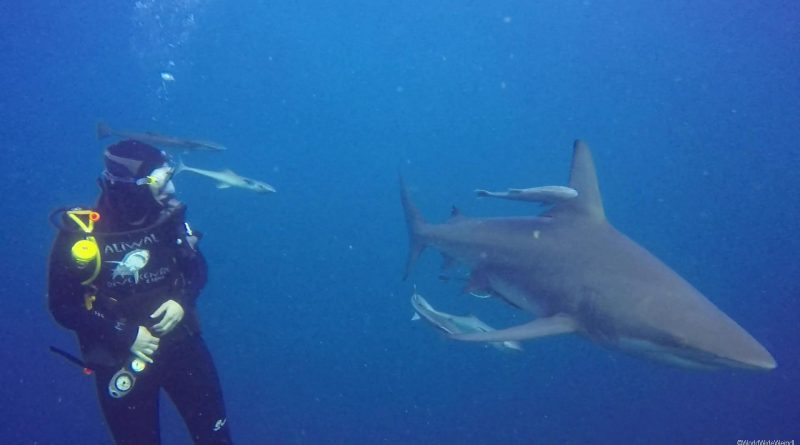 Südafrika 1206a- Aliwal Shark Dive- Sandra