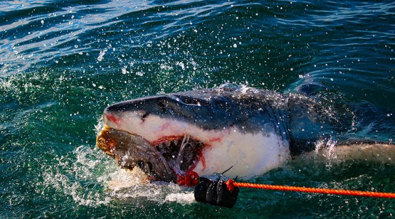 Südafrika 1705- White Shark Africa Weißer Hai