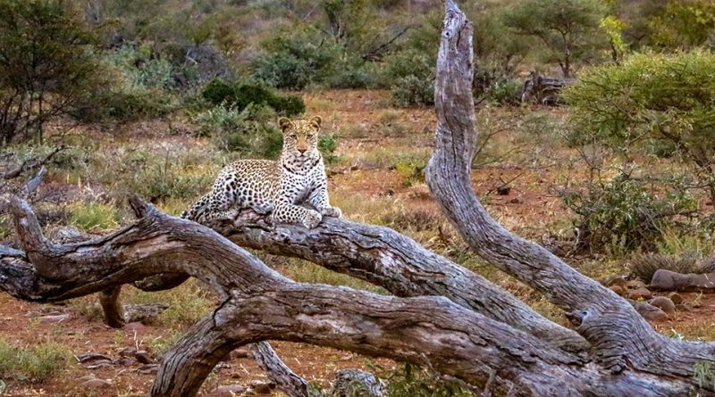 Südafrika 670- Kruger-Nationalpark Sunset Drive Leopard
